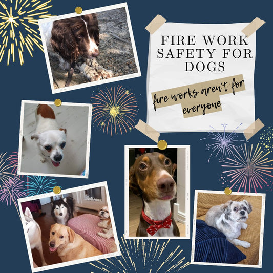 Fireworks aren't for everyone - keep your best friends safe this weekend - TV Beds Northwest